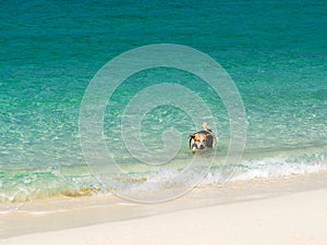 Happy dog crystal turquoise green sea ocean clear water at Lipe Island, Satun, Thailand