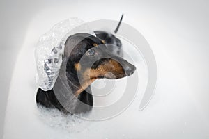 Happy dog dachshund, black and tan, ready to take a bath with soap in the tub in shower cap