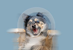 A happy dog dancing on blue background.