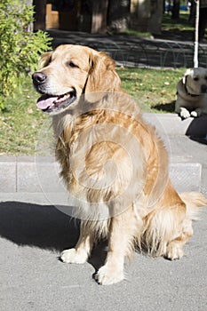 A happy dog. The dog smiles. Golden retriever. A dog of golden color. A dog is a devoted human friend.