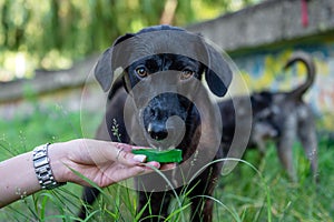 Happy dog drinking water from woman hand. Homeless black dog drinking water