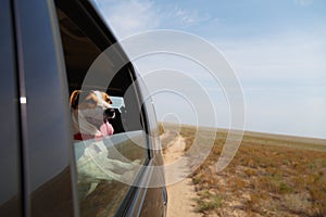 Happy dog in driving car