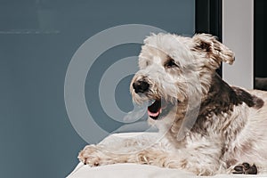 Happy dog enjoying sunshine on the balcony