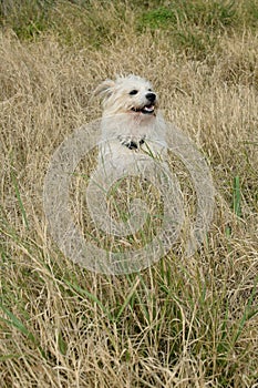 Happy dog enjoys sudden cool breeze