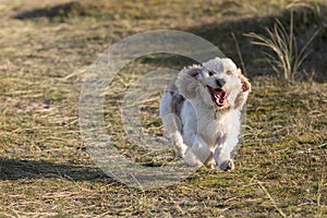 Happy dog face. Pet having fun. Funny animal meme image photo
