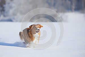 Happy dog fast running in deep snow