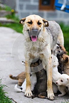 Happy dog feeding her puppies