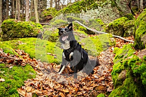Happy Dog in forest sitting on a hiking path between big stones. Border collie dog posing in the woods