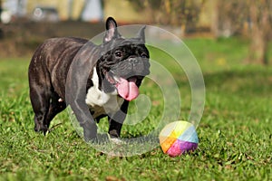 Happy dog French bulldog plays with ball
