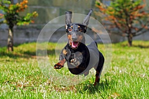 Happy dog German haired dwarf Dachshund playing in the back yard