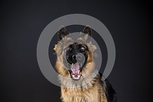 Happy dog german shepherd catches food photo