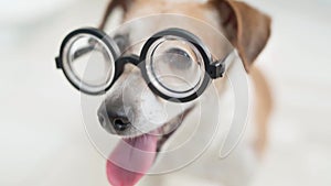 Happy dog in glasses. Funny close up portrait