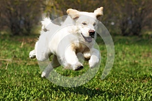 Happy dog Golden Retriever quickly runs and jumps