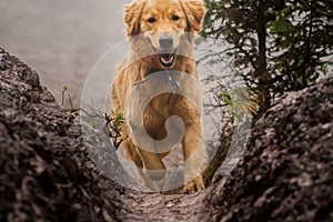 Happy dog Golden Retriever running