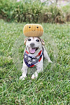 Happy dog on grass with decorative pumpkin on head. Funny moments. Autumn, fall decor. Halloween party