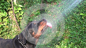 Happy dog having water fun. Rottweiler doggy plays with water-jet in garden.