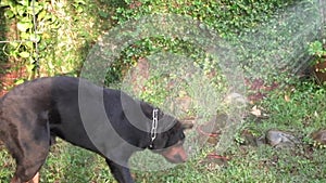 Happy dog having water fun. Rottweiler doggy plays with water-jet in garden.