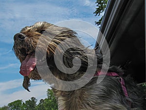 Happy dog with her head out the window