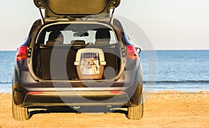 Happy dog inside pet carrier in car trunk at sea beach