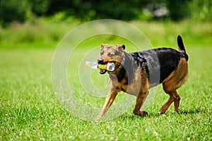 Happy dog joyfully running on a green grass