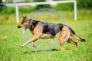 Happy dog joyfully running on a green grass