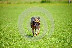 Happy dog joyfully running on a green grass