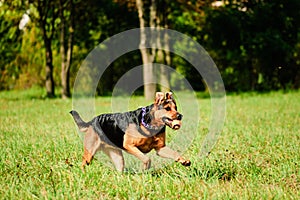 Happy dog joyfully running on a green grass