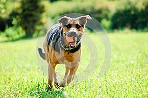 Happy dog joyfully running on a green grass