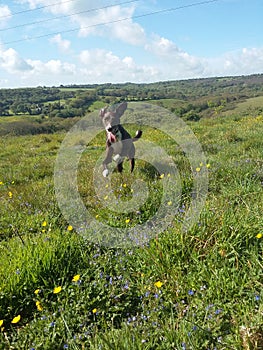 Happy dog jumping in the fields