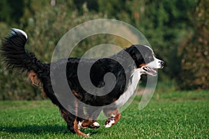 Happy dog jumping running at summer road