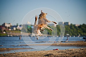 Happy dog jumping up in the water