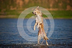 Happy dog jumping up in the water