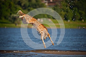 Happy dog jumping up in the water