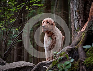 Happy dog, Labradoodle, going for a forest walk.