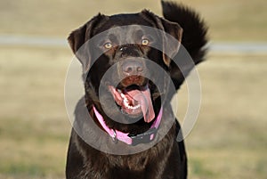 Happy dog Labrador Retriever photo