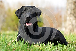 Happy dog Labrador Retriever