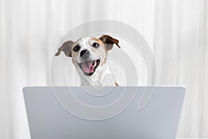 Happy dog with laptop in white home