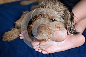 Happy dog laying on boys legs, boy and dog in love. Welsh terrier.