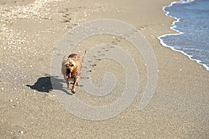 Happy dog leaving paw prints on Singer Island Beach