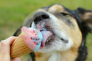 Happy Dog Licking Ice Cream Cone