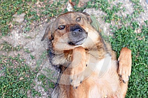 Happy dog lies on its back with bent legs