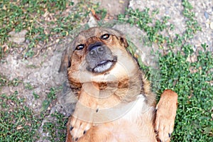 Happy dog lies on its back with bent legs