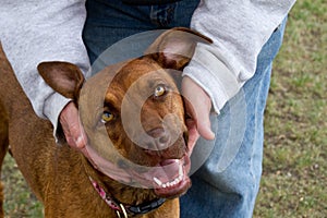 Happy Dog Love