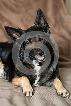 Happy dog lying on the couch and smiling at the camera, standing at home, healthy pets concept, black shephard dog