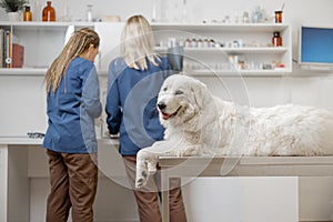 Happy dog lying at examination table at vet clinic