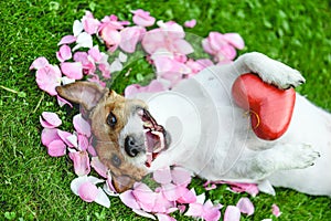 Happy dog lying on rose flower petals holding heart in paws as love and care concept