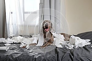 Happy dog making mess with papers on bed