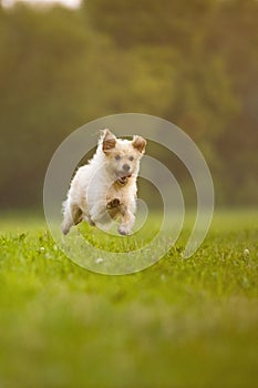 Happy dog on meadow