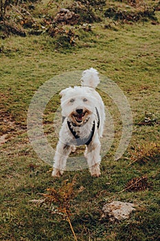 Happy dog in Mendip Hills, UK, looking at the camera