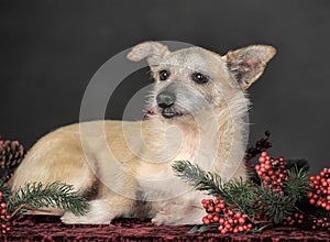 Happy dog mestizo terrier in the studio with red christmas berries